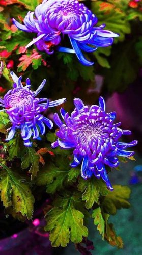 不是花中偏爱菊 此花开尽更无花的意思(花中偏爱菊此花开尽更无花的意思)插图9