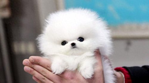 博美犬智商排名前十(玩具博美智商)插图6