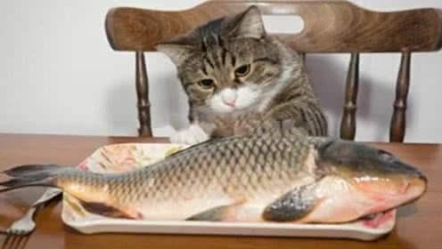 猫吃鱼会不会被鱼刺卡住(猫被鱼刺卡了会自愈吗)插图4