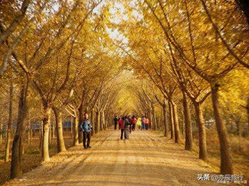 银杏景点排名前十(中国十大银杏景区)插图
