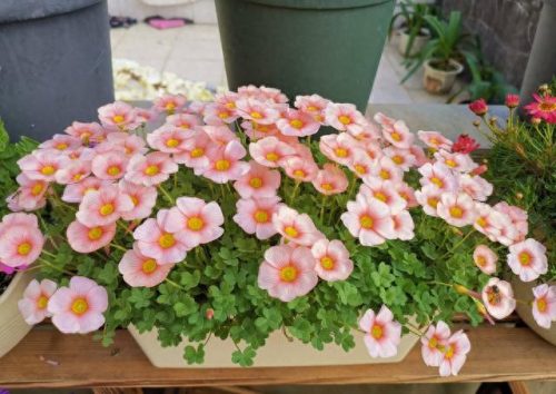 花卉价位排名前十(十大香水花卉排名)插图6