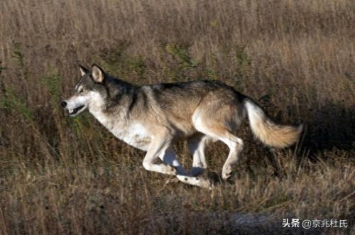 野狼体型排名前十(中国野狼最大体型)插图1