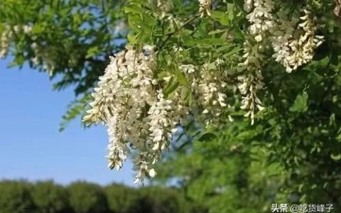 槐花怎么保存到冬天还是新鲜的(槐花怎么保存到冬天)