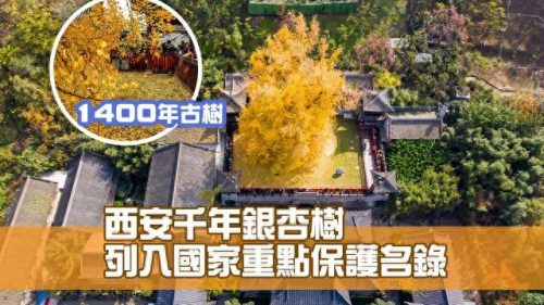 世界森林排名前十(森林世界)插图1