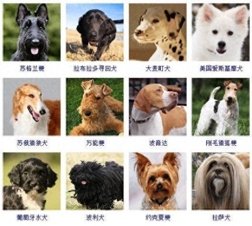 宠物的种类(宠物种类大全)插图4