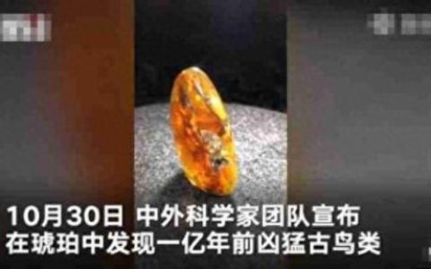 琥珀中发现古雏鸟(琥珀雏鸟最新消息)