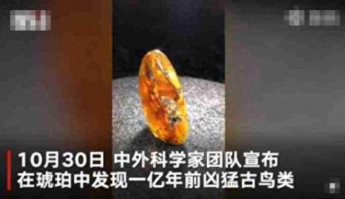 琥珀中发现古雏鸟(琥珀雏鸟最新消息)插图