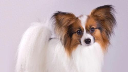 宠物犬的聪明度排名前十(常见宠物犬智力排名)插图7