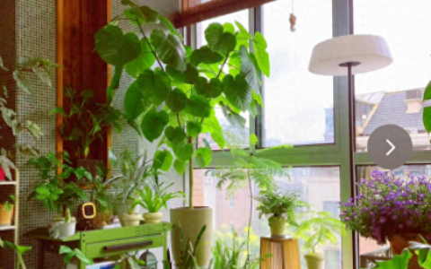 卧室吸甲醛的绿植排名前十(吸甲醛绿植排名前十名)