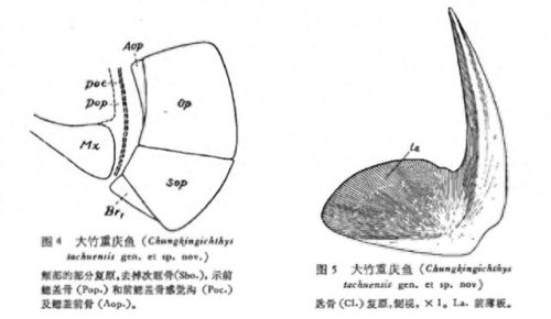 重庆鱼排名前十(鲜椒过水鱼重庆)插图2