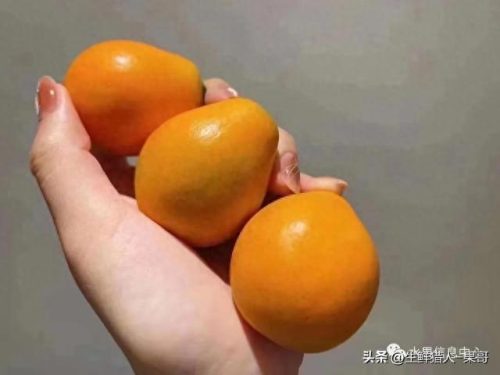 金桔品种排名前十(金桔哪些品种最好)插图8