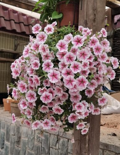 花卉价位排名前十(十大香水花卉排名)插图4