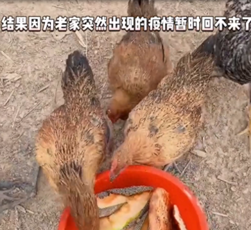 狗子看到店主宰羊吓出表情包(狗子受惊吓表情包)插图23