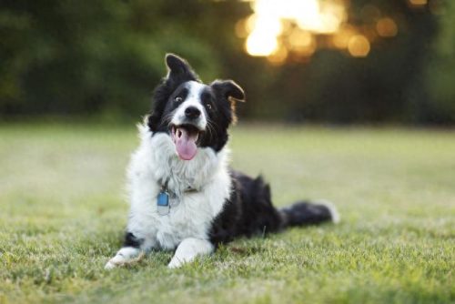 宠物犬的聪明度排名前十(常见宠物犬智力排名)插图