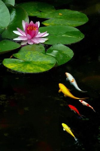 鱼鱼桌面秀(鱼鱼桌面秀侧边栏)插图79