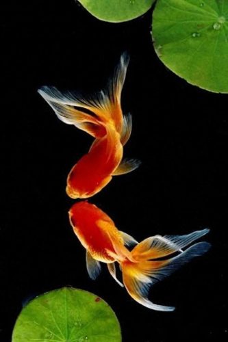 鱼鱼桌面秀(鱼鱼桌面秀侧边栏)插图105