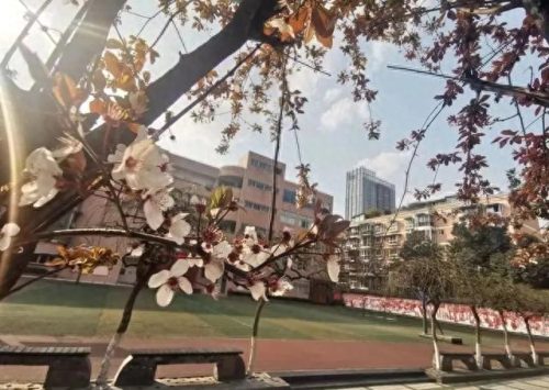 简阳小学排名前十(简阳十大镇排名)插图6