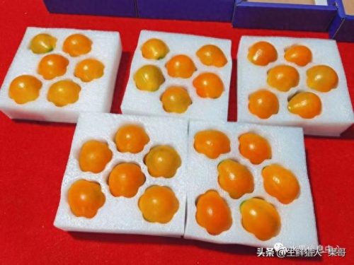金桔品种排名前十(金桔哪些品种最好)插图7