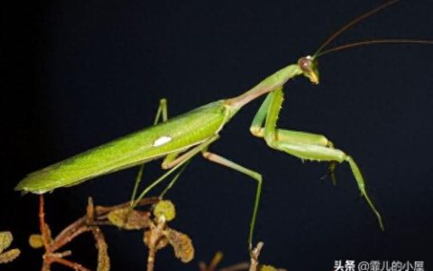 螳螂杀手排名前十(螳螂手杀手)