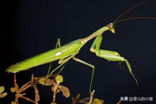 螳螂杀手排名前十(螳螂手杀手)插图
