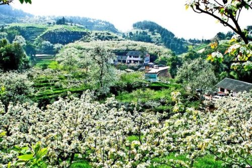 宜宾家庭农场排名前十(宜宾波波农场)插图15