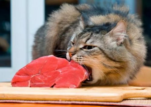 猫吃鱼会不会被鱼刺卡住(猫被鱼刺卡了会自愈吗)插图6