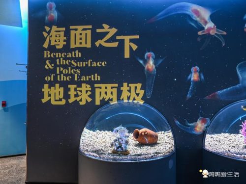 厦门海洋世界(厦门海上世界海洋王国门票)插图13
