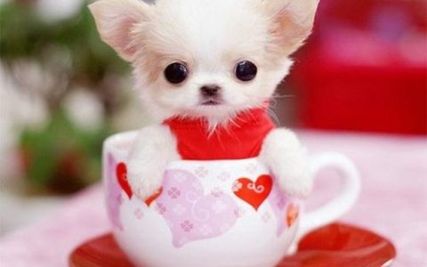 茶杯贵宾犬(最小的小型犬)