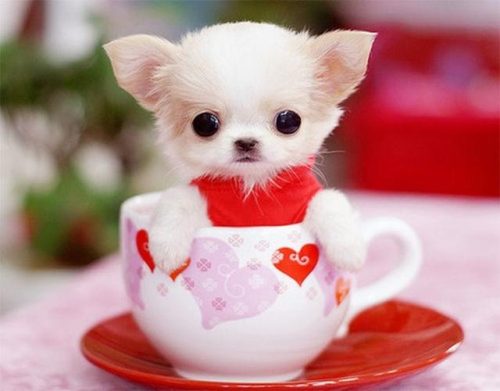 茶杯贵宾犬(最小的小型犬)插图