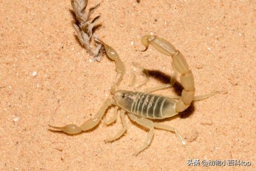 体型排名前十的蝎子(朗格多克蝎子)插图10
