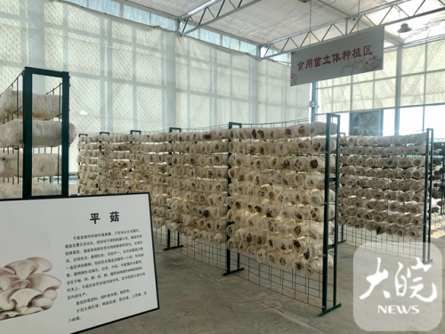 小蘑菇手机(还有白色的小蘑菇叫什么)插图1