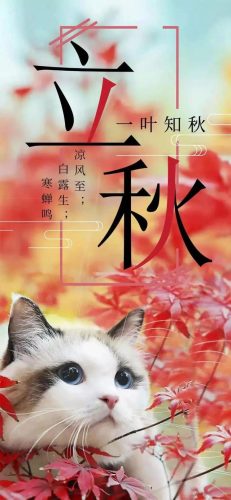 立秋图片大全高清(一叶知秋图片)插图42