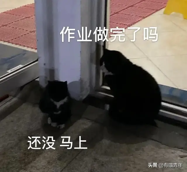 北大虐猫(北京大学学生流浪猫关爱协会)插图27