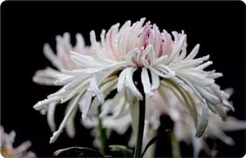 菊花图片大全(菊花图片怀念故人)插图1