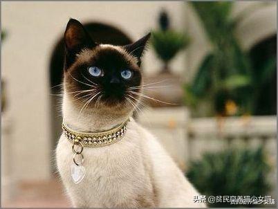 暹罗猫图片(暹罗猫多少钱一只)插图4