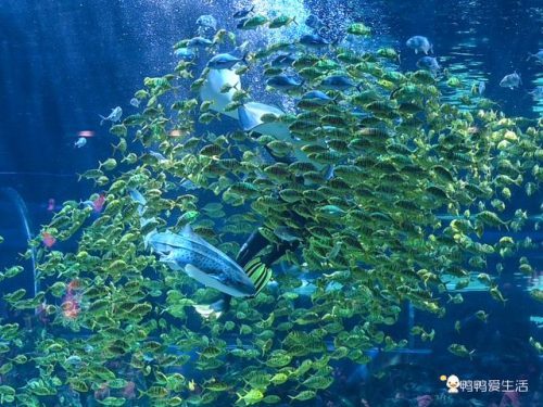 厦门海洋世界(厦门海上世界海洋王国门票)插图8