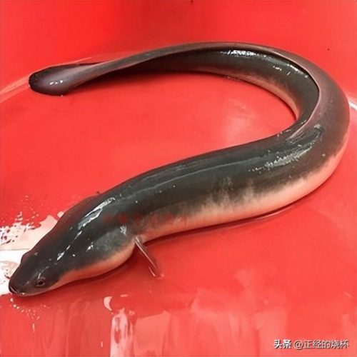澳洲鳗鱼数量排名前十(澳洲野生淡水鳗鱼)插图7