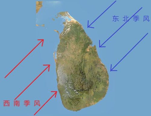 亚洲进口茶叶排名前十(茶叶生产)插图2