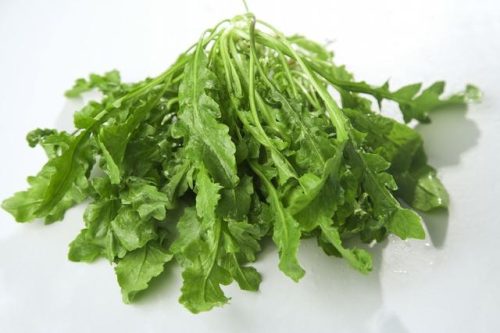 豆芽菜系列(豆芽图片高清)插图11