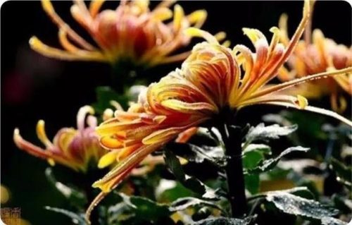 菊花图片大全(菊花图片怀念故人)插图28