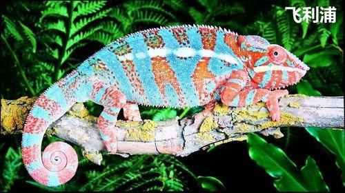 安卓电视机(十大公认最好用电视机品牌)插图40