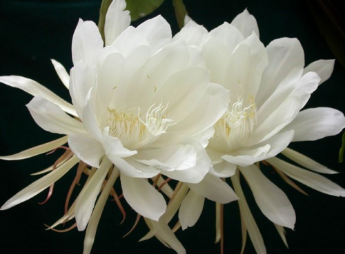 昙花的吃法和功效(昙花一次可以吃几朵)插图1