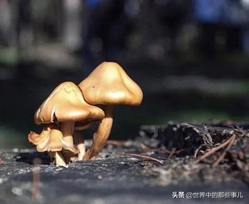 西班牙橄榄油品牌(橄榄油品牌)插图13