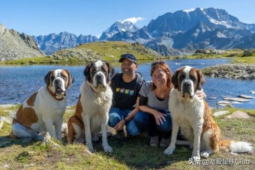 圣伯纳犬(圣伯纳犬电影)插图9