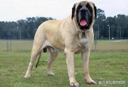 狗狗疫苗牌子排名前十(狗疫苗四联是什么)插图21
