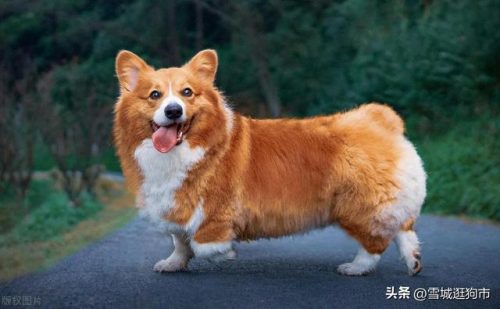 狗狗品像排名前十(狗狗多久可以看出品相)插图4
