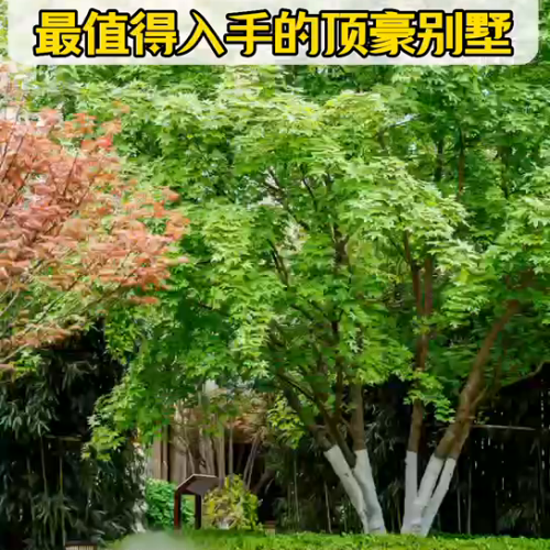 北京高档别墅(北京二环内别墅独栋)插图3