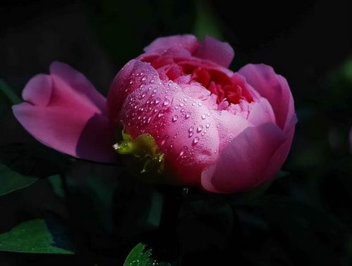 鲜花专用牌子排名前十(有没有比较好的鲜花品牌)插图11