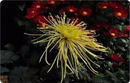 菊花图片大全(菊花图片怀念故人)插图10