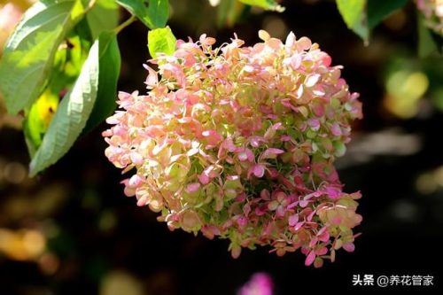 耐旱中型植物排名前十(十大最耐旱植物)插图4